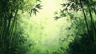 清幽竹林 绿意盎然的世界