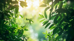 阳光洒落的翠绿枝叶