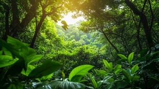 阳光照耀下的茂密森林