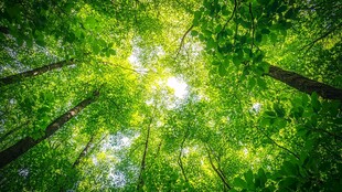 阳光穿透茂密绿荫森林