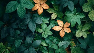 绿叶丛中的两朵橙黄叶片