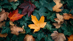 秋景 多彩枫叶与常春藤