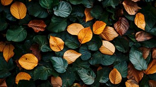 秋叶铺陈的斑斓景致