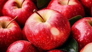 新鲜红苹果 饱满多汁诱人