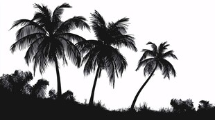 椰树剪影 展现热带风情