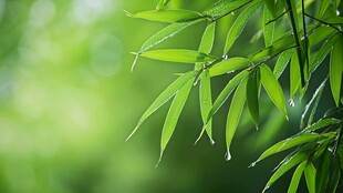 带露竹叶的清新绿意