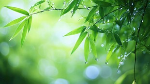 雨后翠竹 清新绿意盎然