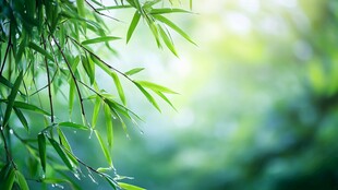 翠绿竹叶 清新自然之景