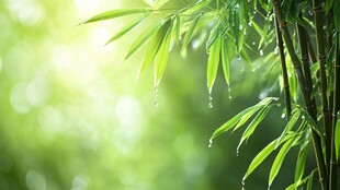 雨后翠竹 清新绿意盎然