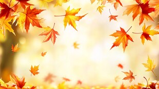 秋意浓 飞舞的斑斓枫叶