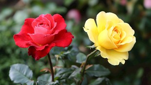 红黄双艳月季花