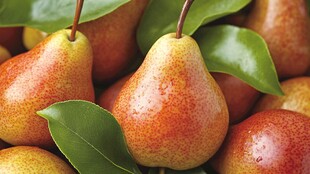 红皮鲜梨带叶饱满诱人