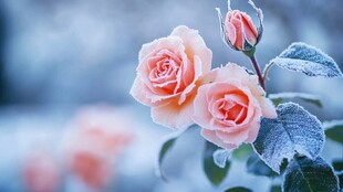 霜覆粉玫 自然中的温柔景致
