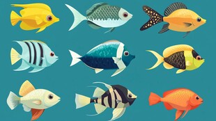 多彩鱼类插画集合