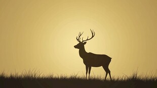 夕阳下的雄鹿剪影