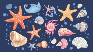 缤纷海洋贝壳与海星插画