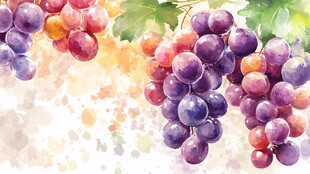水彩绘葡萄 色彩缤纷画面