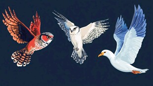 飞翔的多彩鸟类集合