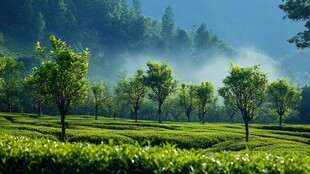 清晨茶园绿意盎然美景