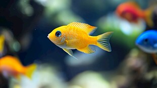 黄色观赏鱼在水中悠游