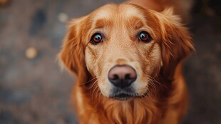 可爱金毛犬的深情凝视