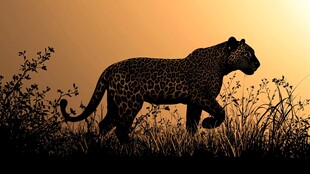 黄昏中漫步的猎豹剪影