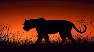 夕阳下独行的黑豹剪影