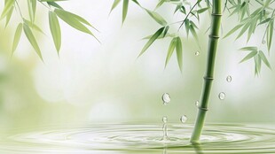 翠竹滴露 清新自然之景