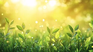 晨光下的清新嫩绿小草