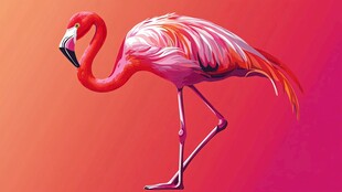 梦幻粉色火烈鸟优雅身姿