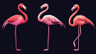 三只优雅火烈鸟的美丽姿态