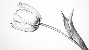 素描郁金香花卉画作