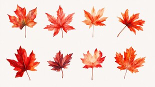 水彩绘枫叶集合