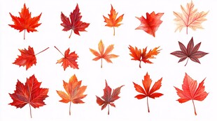 多彩枫叶集合