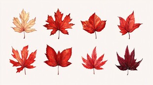 水彩绘多彩枫叶