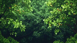 翠绿枝叶间的橙红果实