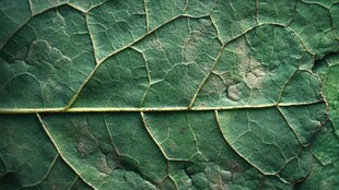 叶脉纹理特写