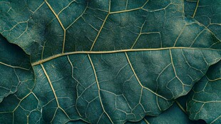 翠绿叶片的细腻脉络纹理