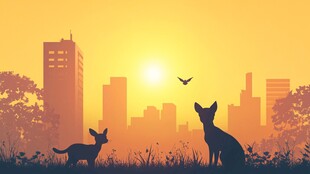 夕阳下城市边的猫狗剪影