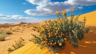 沙漠中的灿烂黄色小花