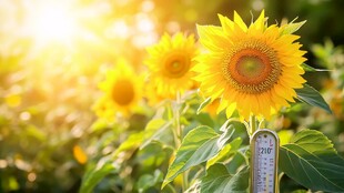 阳光下的向日葵与温度计