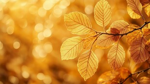 金秋树叶 闪耀的秋日之美