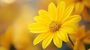 娇艳黄菊绽放美丽瞬间