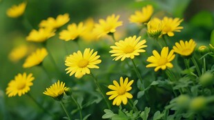 绽放的黄色小花