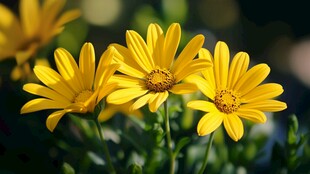 绽放的黄色小雏菊