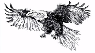 展翅翱翔的白头鹰