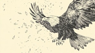 展翅翱翔的白头鹰