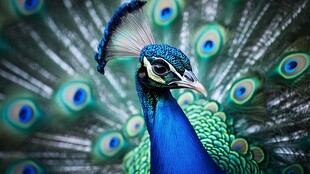 开屏的美丽蓝孔雀