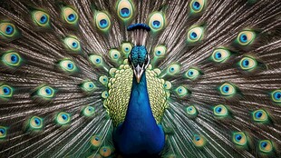 开屏孔雀展现绚丽之美