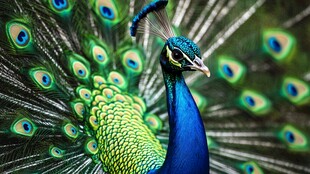 开屏孔雀的绚丽瞬间